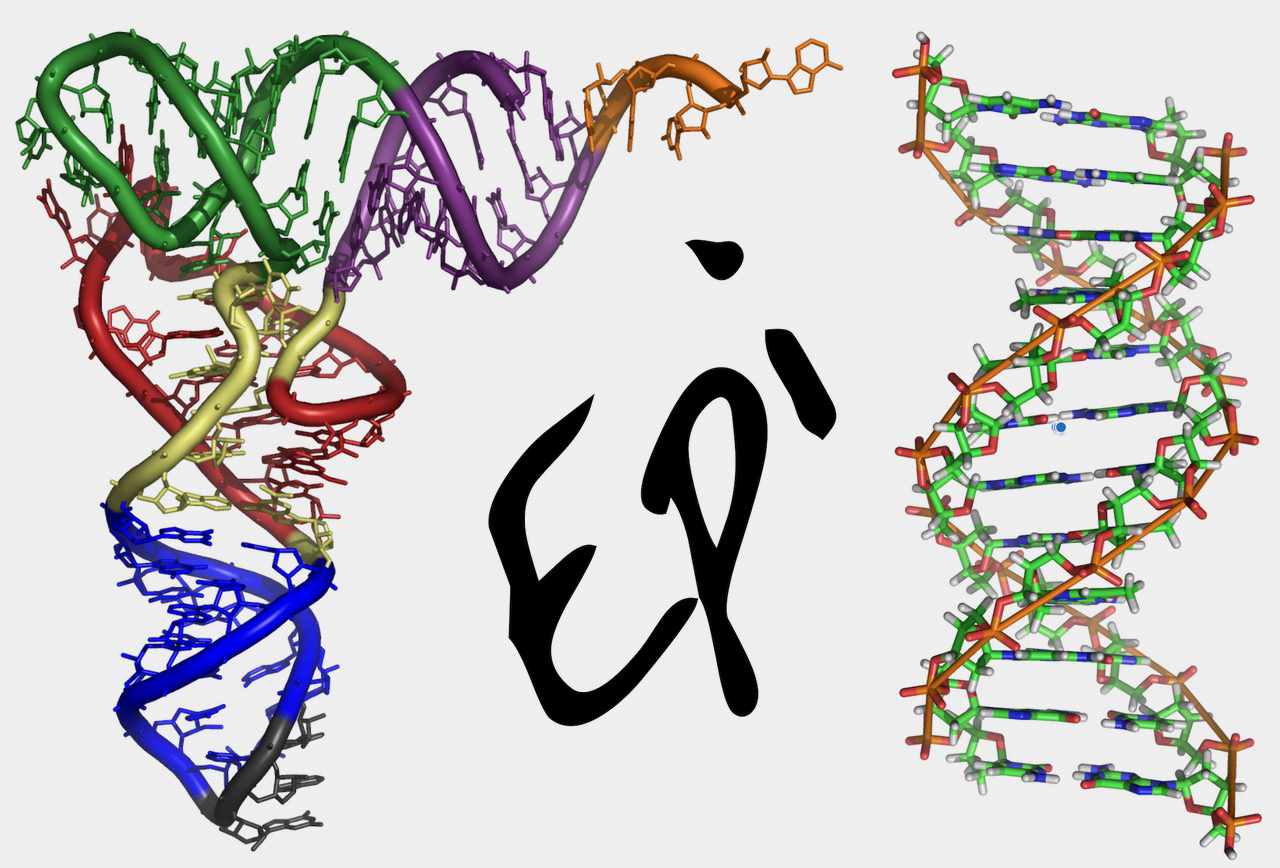 tRNA image